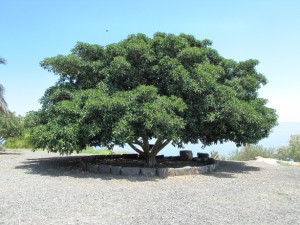 large-tree-2-1336981